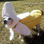 chihuahua peeled banana