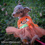 chihuahua pumpkin dress