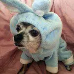 chihuahua rabbit