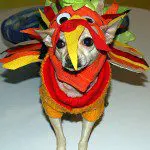 chihuahua rooster