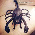 chihuahua scorpion rudy