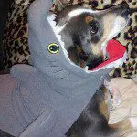 chihuahua shark