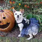 chihuahua skull pumpkin