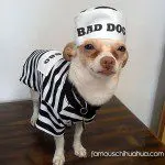 convict chihuahua roscoe