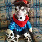cowboy chihuahua