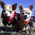 dracula spider chihuahuas
