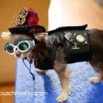 java chihauhua timetraveler