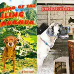 legend smiling chihuahua