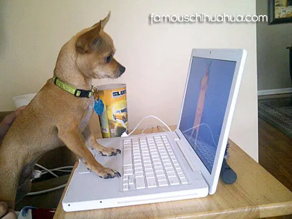 sign up for the famous chihuahua newsletter! chihuahua on computer