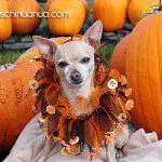 pumpkinpatch chihauhua