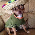 sambrero chihuahua dog