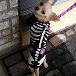 skeleton chihuahua