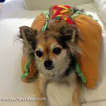 taco chihuahua dog
