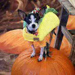 taco chihuahua pumpkin