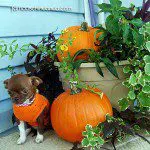 teacup chihuahua pumpkin