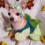 white chihuahua fairy