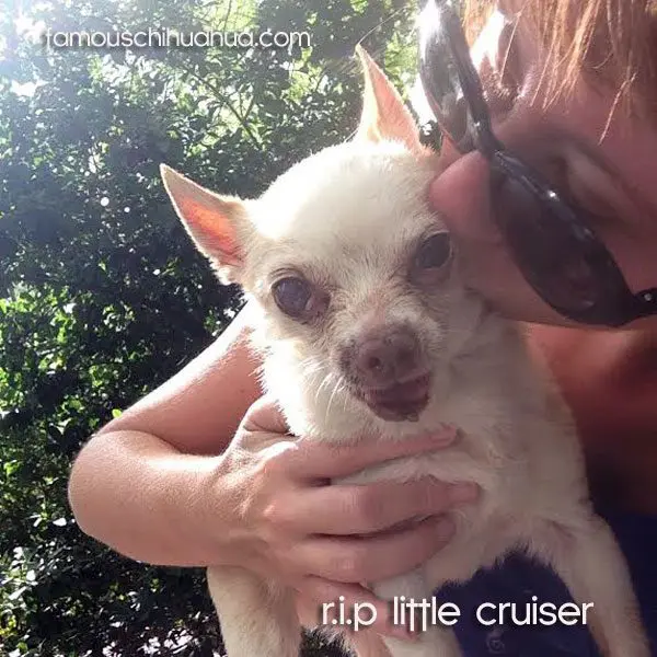 cruiser chihuahua