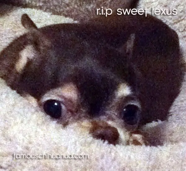 lexus rip