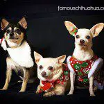 3 amigos chihuahuas