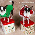 angel reina chritmas chis