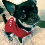 arnie christmas chihuahua