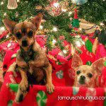 babygirl dixie xmaschis