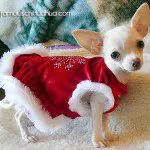 bella rose chihuahua