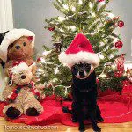 bellatrix chihuahua santa