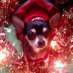 bunny christmas chihuahua