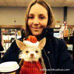 captain xmas chihuahua