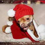 chance chihuahua santa
