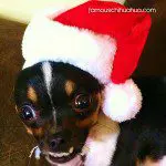 chanel chihuahua santa
