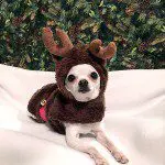 daisy christmas chihuahua