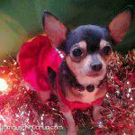 daphne xmas chihuahua