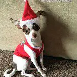 delilah rose chihuahuasanta