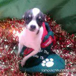 eli christmas chihauhua