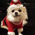 gizmo santa chihuahua