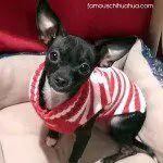 jetta chihuahua christmas