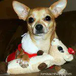 macy christmas chihuahua