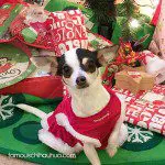 maggie christmas chihuahua