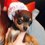 nacho santa chihuahua