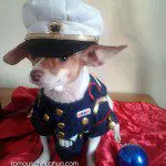 neena christmas chihuahau