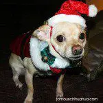 nibby christmas chihuahua