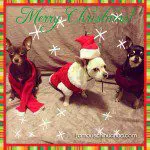 nugget twilight roxie