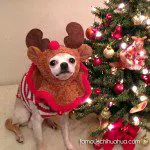 oliver chihuahua reindeer