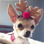 romeo chihuahua reindeer