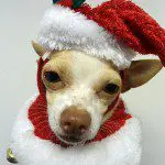 roscoe chihuahua santa