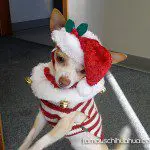 roscoe xmas chihuahua