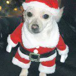 rosita chihuahua santa