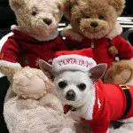 santa paws chihuahua